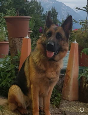 Heilsteine für Hunde